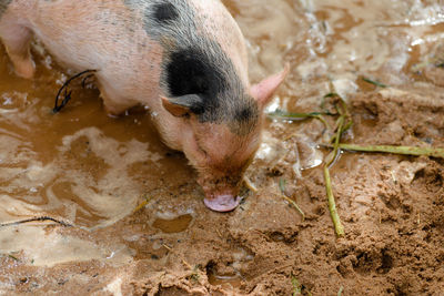 High angle view of pig drinking water