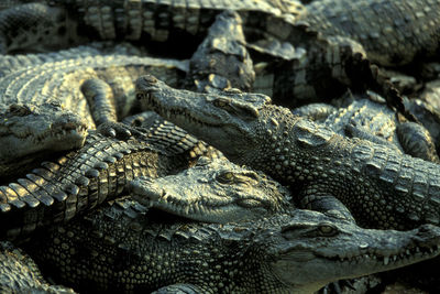 Close-up of crocodile