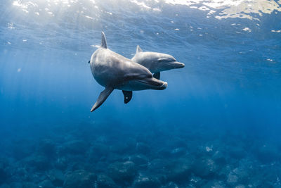 Low section of woman swimming in sea