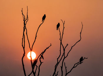 Low angle view of silhouette tree against orange sky