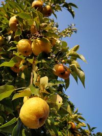 Low angle view of fruits on tree