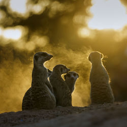 Meerkats family