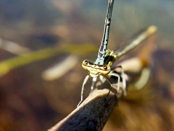 Macro shot of damselfly