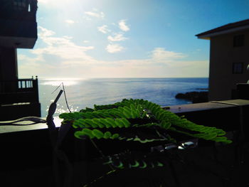 Close-up of fresh green by sea against sky