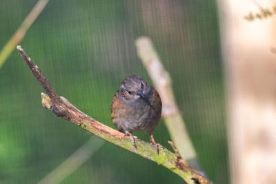 Close-up of bird perching on branch
