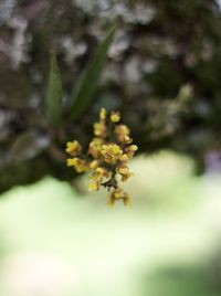 Close-up of flowers