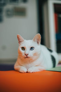 Close-up portrait of a cat