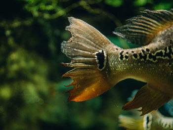 Close-up of fish swimming in sea