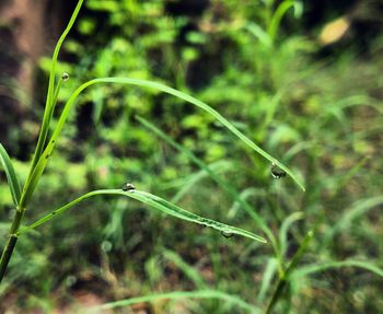 Close-up of insect on grass