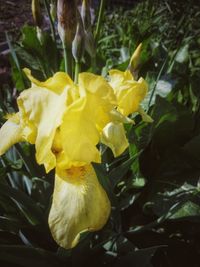 Close-up of yellow rose