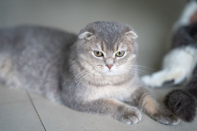 A grey scottish fold cat was resting