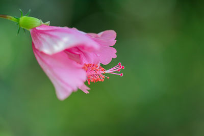 Close-up of pink rose flower