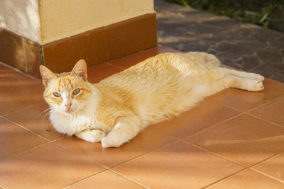 Portrait of ginger cat on tiled floor