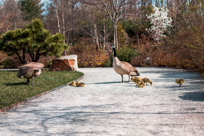 Geese chicks crossing a path in the japanese garden at the frederik meijer gardens