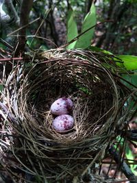 High angle view of bird nest on tree