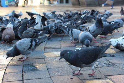 High angle view of birds perching on ground