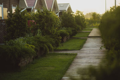 Empty footpath amidst trees