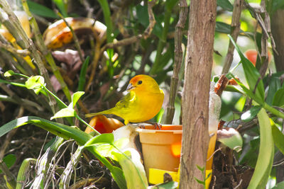 Bird perching on tree trunk