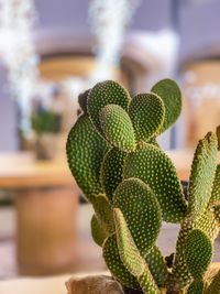 Close-up of succulent plant