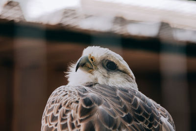 Close-up of a bird