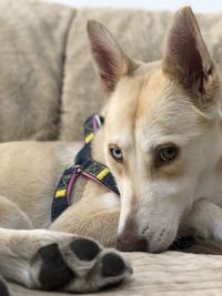 Close-up portrait of dog resting