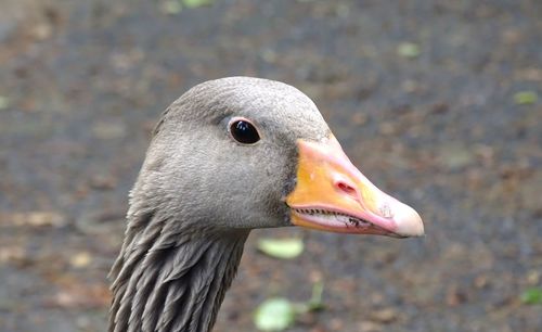 Close-up of a bird