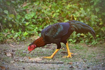 Side view of a chicken on field