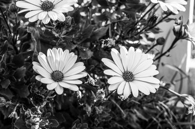 Close-up of white daisy flowers