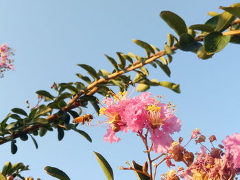 Low angle view of cherry blossoms against sky