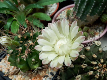 Close-up of white flowering plant