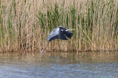 High angle view of gray heron by lake