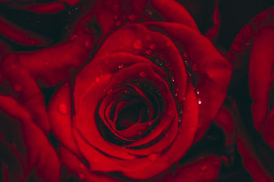 Close-up of red rose