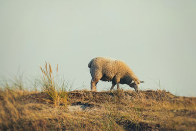 View of a sheep grazing in a field