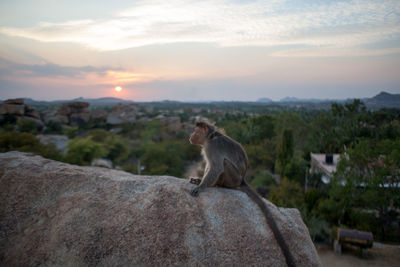 Side view of monkey sitting on rock