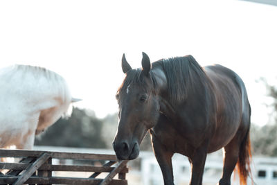 Horses standing in ranch against sky