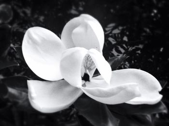 Close-up of flowers