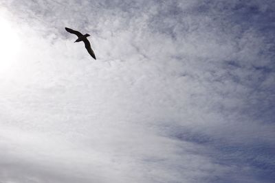 Low angle view of bird flying