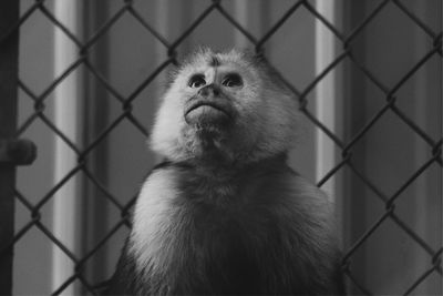 Portrait of monkey in cage