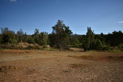 Trees on landscape against clear sky