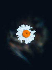 Close-up of white daisy flower