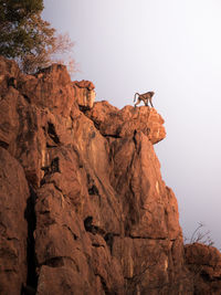 Low angle view of bird on rock against sky