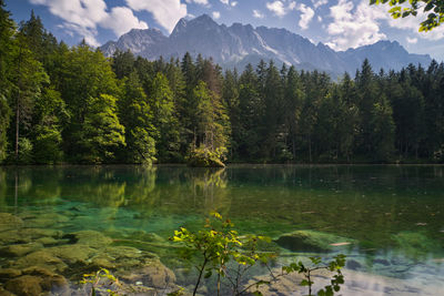 Scenic view of lake by trees in forest