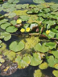 High angle view of lotus water lily in lake