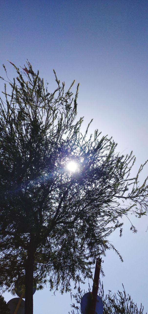 SUN STREAMING THROUGH TREE