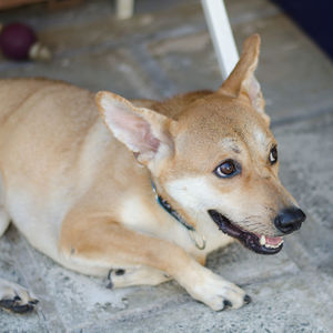 High angle portrait of dog