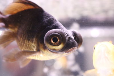 Close-up of fish swimming in aquarium