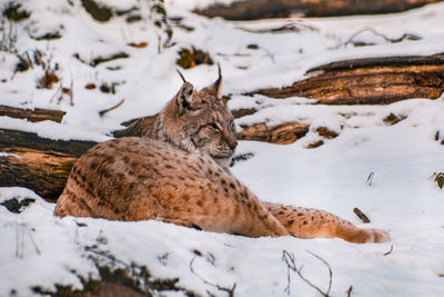 View of a cat resting on snow covered land