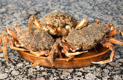 Close-up of crab on the sea