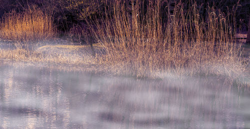 View of trees on lake