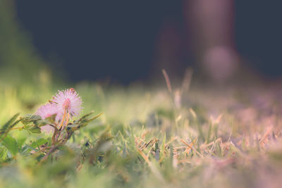 Close-up of flowering plants on field